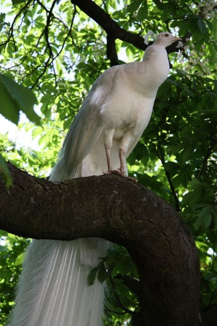 Biely páv na strome - Dosť vysoko dokázal vyletieť