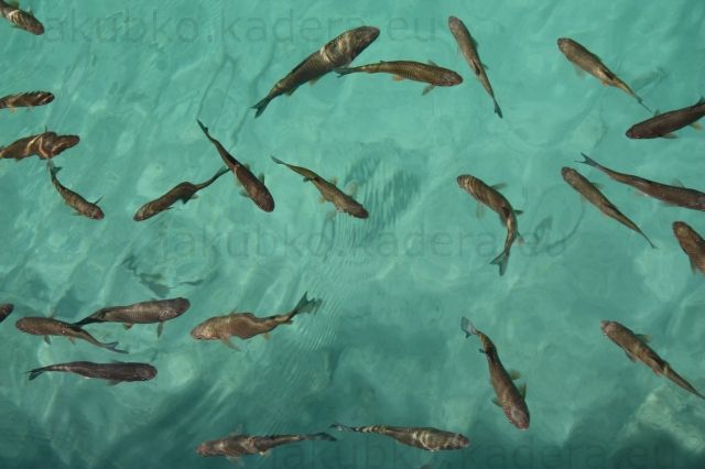 Rybky v Plitvických jazerách - Bola tam nádherne číra voda a plávalo tam neskutočne veľa rýb