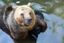 Medveď - ako prvé sme zbadali medveďe, tento sa práve kúpal