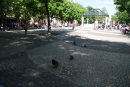 Mestské holuby