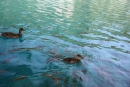 Spolunažívanie kačic a rybiek - v Plitvických jazerách